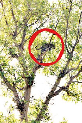 Sheep shelter taken by a leopard | बिबट्याच्या पिलाने घेतला उंबराच्या झाडाचा आश्रय