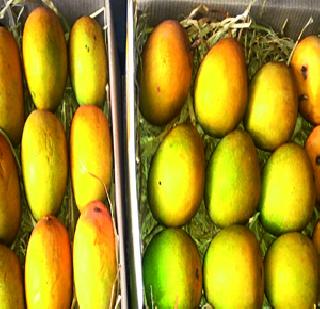 Emanata directly from farmers to consumers! | शेतकऱ्यांकडून थेट ग्राहकांना आंबाविक्री!