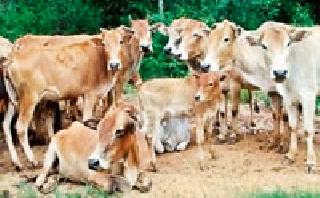 Native cows, buffaloes will come in 'good days' | देशी गायी, म्हशींना येणार ‘अच्छे दिन’