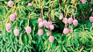 In two decades the number of amaranths decreased by half | दोन दशकात आम्रवृक्षांची संख्या निम्म्याने घटली