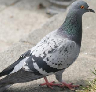 The policeman was shocked by a dungeon | एका कबुतरने उडवली पोलिसांची झोप The policeman was shocked by a dungeon | एका कबुतरने उडवली पोलिसांची झोप