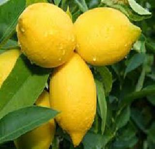 Madurasi Lemon arrived at market in Shrigonda | श्रीगोंदा येथील बाजारपेठेत पोहोचले मद्रासी लिंबू! Madurasi Lemon arrived at market in Shrigonda | श्रीगोंदा येथील बाजारपेठेत पोहोचले मद्रासी लिंबू!