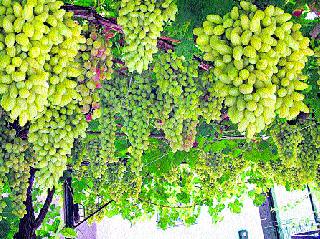 Manufacturers' efforts: Preparation to start new production from grapes | उत्पादकांचे प्रयत्न : द्राक्षांपासून नवे उत्पादन सुरू करण्याची तयारी