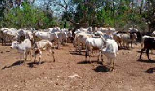 Customers looking for purchase | गोधन खरेदीला सापडेना ग्राहक