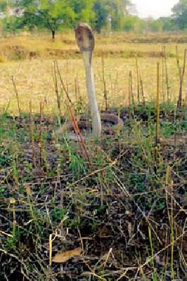 Survamitra gave Naga life | सर्पमित्राने दिले नागाला जीवदान