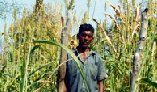 Extra heavy production of jowar | हेडरीत झाले ज्वारीचे भरघोस उत्पादन Extra heavy production of jowar | हेडरीत झाले ज्वारीचे भरघोस उत्पादन