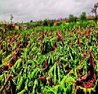 Fourteen lakh farmers deprived | चौदा लाख शेतकरी वंचित