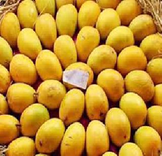 Hapu's high-spirited customer will be relieved | हापूसच्या चढ्या भावाने सामान्य ग्राहक हवालदिल