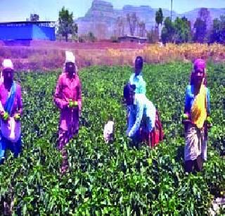 Occasionally destroyed the pepper crop | अवकाळीने मिरची पीक उद्ध्वस्त Occasionally destroyed the pepper crop | अवकाळीने मिरची पीक उद्ध्वस्त