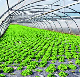 Vidarbha farmer's trend in greenhouse farming! | हरितगृह शेतीकडे विदर्भातील शेतकऱ्यांचा कल! Vidarbha farmer's trend in greenhouse farming! | हरितगृह शेतीकडे विदर्भातील शेतकऱ्यांचा कल!