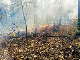 Forest threat due to forestry | वणव्यामुळे वनसंपत्ती धोक्यात