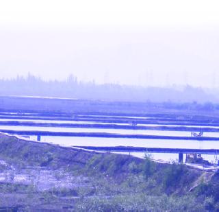 Shrimp farming is beneficial | कोळंबी शेती फायदेशीर Shrimp farming is beneficial | कोळंबी शेती फायदेशीर