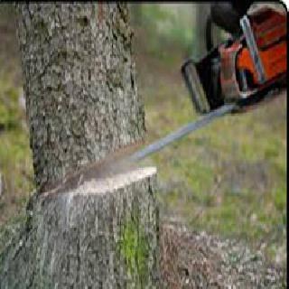 Start the tree in Karjat | कर्जतमध्ये वृक्षतोड सुरूच