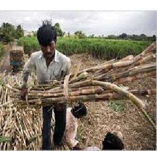 The yield of cane-groundnut in the state decreased | राज्यातील ऊस-भुईमुगाचे उत्पन्न घटले The yield of cane-groundnut in the state decreased | राज्यातील ऊस-भुईमुगाचे उत्पन्न घटले