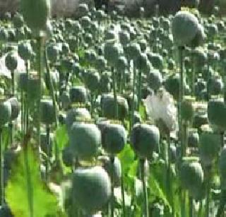 Empowering 25 farmers planting opium | अफू लागवड करणा-या २५ शेतकऱ्यांना सक्तमजुरी