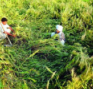 Rebirth! | दीडपट भरपाई!