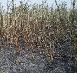 Fire burns sugarcane | आगीत ऊस जळून खाक