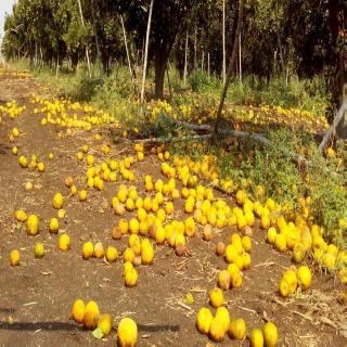 Hailstorm hailstorm | वादळी वा-यासह गारपीट