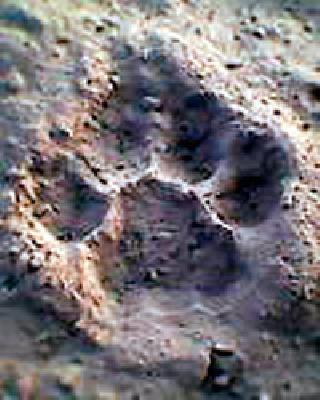 Panic trail of tiger footprint found | वाघाच्या पावलांचे ठसे आढळल्याने दहशत