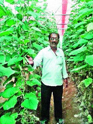 Facing the crisis: Successful cultivation of cucumber on the twenty-gunth area of ​​Green Griha is successful | संकटाचा सामना : हरितगृहात वीस गुंठे क्षेत्रावर काकडीची लागवड यशस्वी