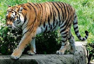 Attempts to skip the movement of 'those' waginis | ‘त्या’ वाघिणीच्या हालचाली टिपण्याचे प्रयत्न