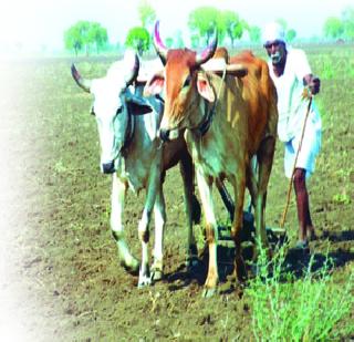 PeakRescue can be drawn through credit card by farmers | शेतकऱ्यांना ‘के्रडिट कार्ड’द्वारे काढता येणार पीककर्ज PeakRescue can be drawn through credit card by farmers | शेतकऱ्यांना ‘के्रडिट कार्ड’द्वारे काढता येणार पीककर्ज