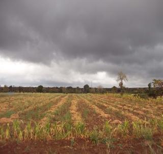 Monsoon rains after the monsoon! | पावसाळा संपल्यानंतर लागला पावसाळा!