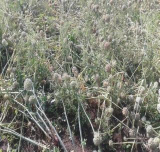 Soil losses on one lakh hectares of crops! | व-हाडात आतापर्यंत एक लाख हेक्टरवर पिकांचे नुकसान!