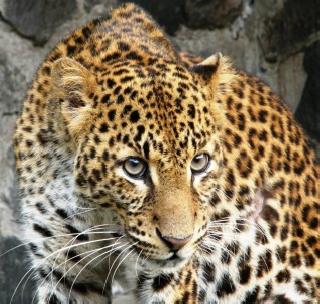 Bibt aur ray nala .. | बिबट आला रे आला..