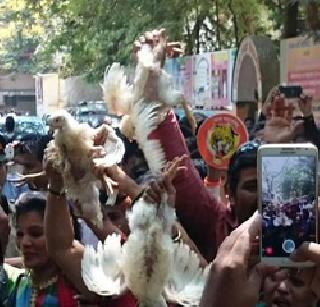 Narayan Ranee to sell poultry - Shiv Sainik | नारायण राणेंनी कोंबड्या विकाव्यात - शिवसैनिक Narayan Ranee to sell poultry - Shiv Sainik | नारायण राणेंनी कोंबड्या विकाव्यात - शिवसैनिक