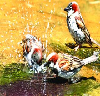 Animal-birds | पशू-पक्ष्यांनाही उन्हाच्या झळा