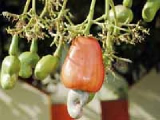 Parsabagat Shuffle Cashew: | परसबागेत लदबदला काजू :