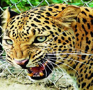 Dangers of Junker taluka panic | जन्नर तालुक्यात बिबट्याची दहशत Dangers of Junker taluka panic | जन्नर तालुक्यात बिबट्याची दहशत