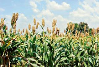 Cereal planting on 1600 hectares | १६०० हेक्टरवर तृणधान्याची लागवड