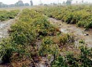 Now get rid of all the rains! | आता उठवा सारे रान!