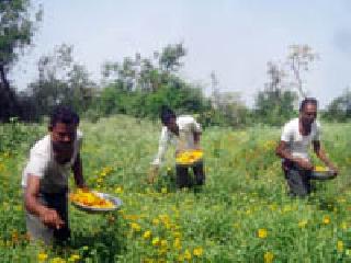 Floral farming benefits: | फुलांची शेती फायद्याची :