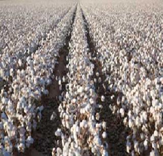 Need 90 thousand cotton bales and supply 50 thousand bales! | गरज ९० हजार कापूस गाठींची, पुरवठा ५० हजार गाठींचाच! Need 90 thousand cotton bales and supply 50 thousand bales! | गरज ९० हजार कापूस गाठींची, पुरवठा ५० हजार गाठींचाच!