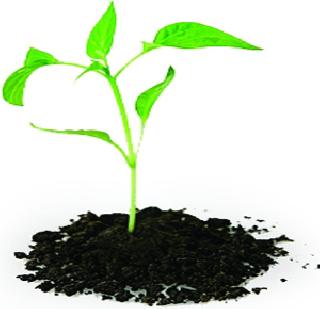 Half seedlings; Then the contractor's bills | आधी रोपे; मग ठेकेदारांची बिले