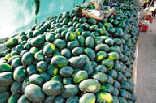 Wilted Watermelon: | ढिगाऱ्यांनी आले टरबूज :