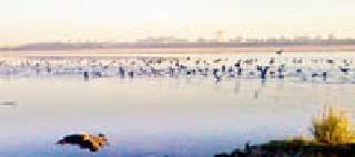 The migratory birds return to the Gosikhurd dam | गोसीखुर्द धरणातील स्थलांतरित पक्षी परतीच्या वाटेवर