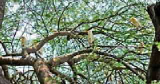 VISAVA SUM ... | विसावा उन्हाचा...