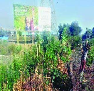 The danger of forest resources on the highway | महामार्गावरील वनसंपदा धोक्यात The danger of forest resources on the highway | महामार्गावरील वनसंपदा धोक्यात