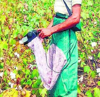 Be careful of bogus Bt cotton! | बोगस बीटी कापसापासून सावधान! Be careful of bogus Bt cotton! | बोगस बीटी कापसापासून सावधान!