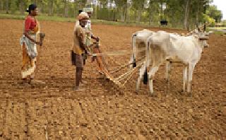 The issue of Kharif's paddy field on the anagram | खरिपाच्या मशागतीचा प्रश्न ऐरणीवर The issue of Kharif's paddy field on the anagram | खरिपाच्या मशागतीचा प्रश्न ऐरणीवर