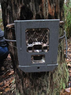 140 'eyes' on tigers | १४० कॅमेऱ्यांची वाघांवर ‘नजर’