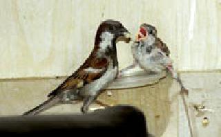 For a grasshopper! : | एक घास पिलासाठी! :