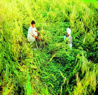 Crisis of crisis! | संकटांचे पीक! Crisis of crisis! | संकटांचे पीक!