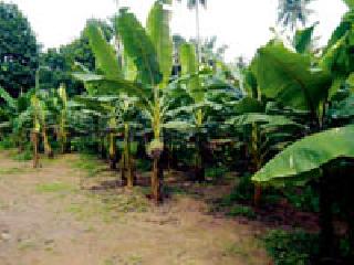 58.40 lakh grant for farmers | शेतकऱ्यांना ५८.४० लाखांचे अनुदान