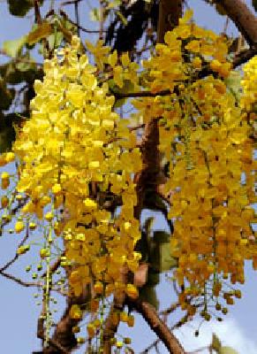 Golden Glow | सुवर्ण झळाळी