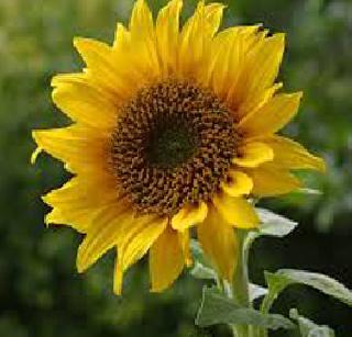 Farmers get new hybrid varieties of sunflowers! | शेतक-यांना मिळणार सूर्यफुलाचे नवे संकरित वाण! Farmers get new hybrid varieties of sunflowers! | शेतक-यांना मिळणार सूर्यफुलाचे नवे संकरित वाण!